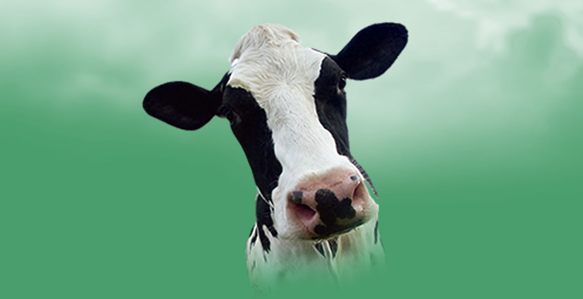 Hi-Mix® Ruminant Feeds